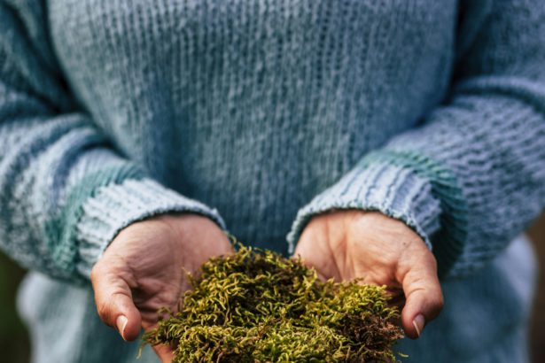 Ajutați și respectați conceptul naturii cu mâinile ținând mosc verde viu - un prim plan al mediului natural și conceptul de salvare a planetei pământ