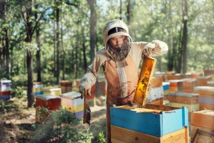 Apicultor care inspectează cadrul de fagure la stupină în ziua de vară.