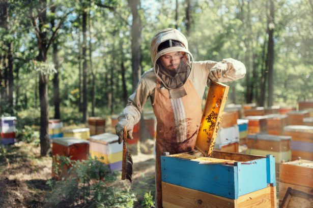 Apicultor care inspectează cadrul de fagure la stupină în ziua de vară.