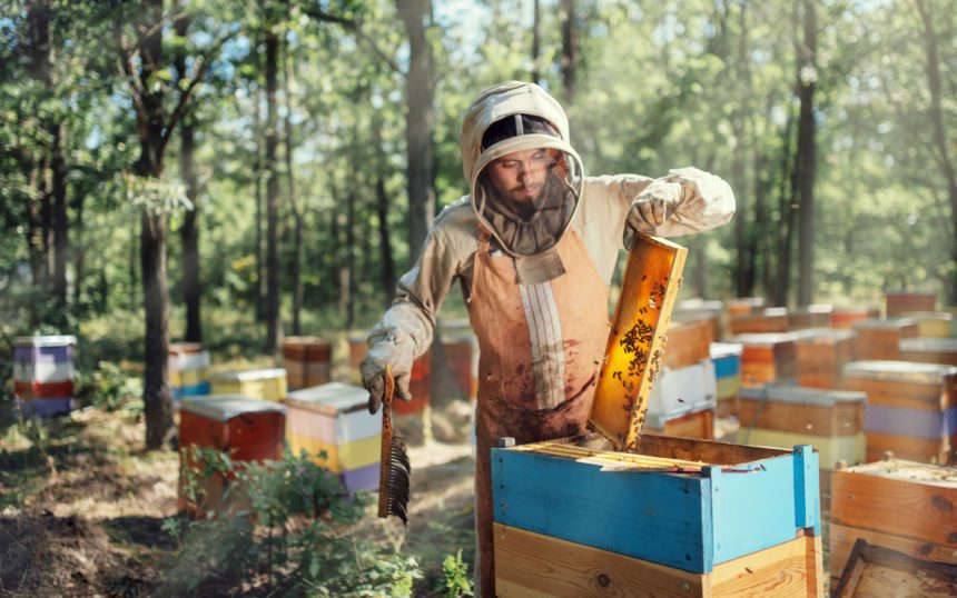 Apicultor care inspectează cadrul de fagure la stupină în ziua de vară.